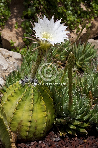 Flowering Cactus - Spain