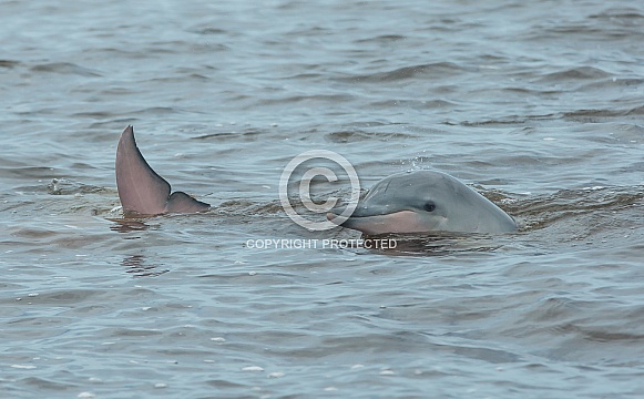 Guiana Dolphin (wild)
