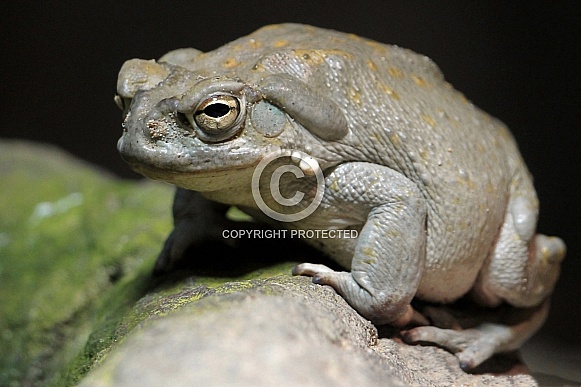 Colorado River toad