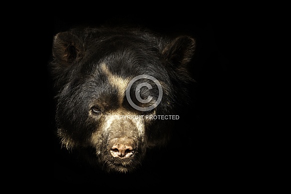 Andean Bear close up black background