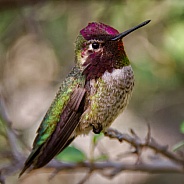 Hummingbird - Gorgeous Anna's