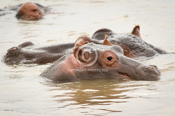 Group of hippos in water