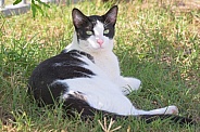 Young black and white cat lying in the shade