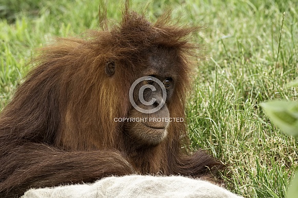 Juvenile Sumatran Orangutan Close Up