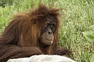 Juvenile Sumatran Orangutan Close Up