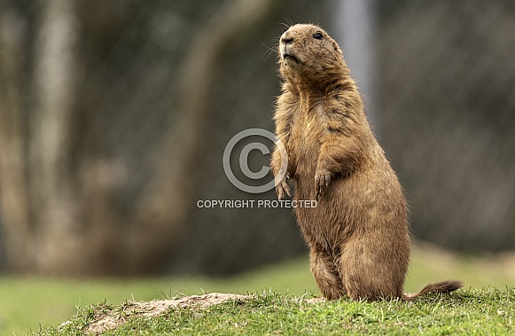 Black Tailed Prairie Marmot Standing Upright