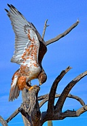 Hawk - Ferruginous Hawk