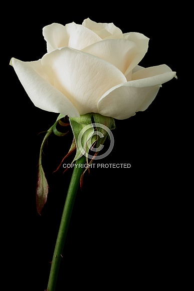 Cream Coloured Rose