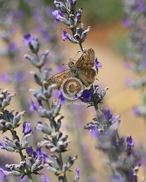 Dingy Skipper Butterfly