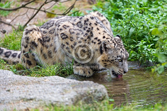 Snow Leopard Drinking