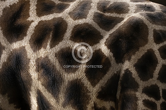 Rothchild's Giraffe Pattern