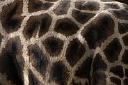 Rothchild's Giraffe Pattern