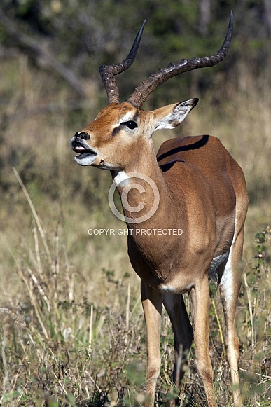 Male Impala - Botswana