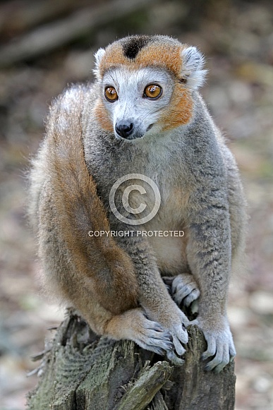 Crowned lemur (Eulemur coronatus)