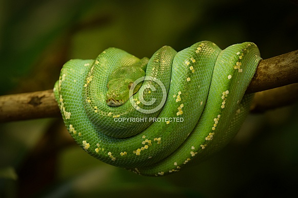 Green three python
