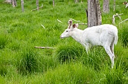 Albino White-tailed Deer
