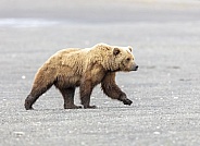 Boar male bear walking on the beach