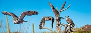 Great Horned Owl Flying Sequence