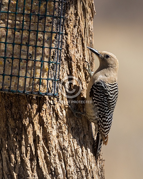 A Female Gila Woodpecker in Arizona