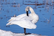 Trumpeter Swan Standing on Ice in Alaska
