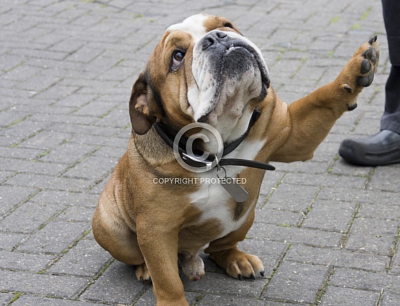 Bulldog giving paw
