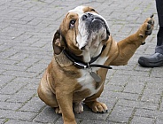 Bulldog giving paw