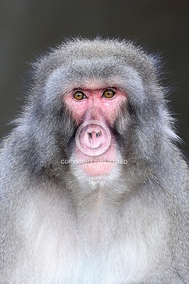 Japanese Macaque (Macaca Fuscata