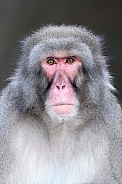 Japanese Macaque (Macaca Fuscata