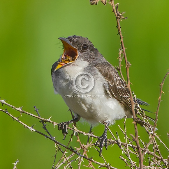 Eastern kingbird - Tyrannus tyrannus - regurgitating an insect pellet
