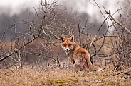 Red Fox (Vulpes Vulpes)