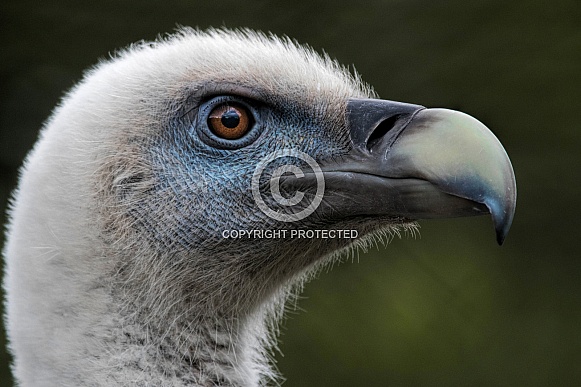 Griffon Vulture Head Shot Side Profile Close Up