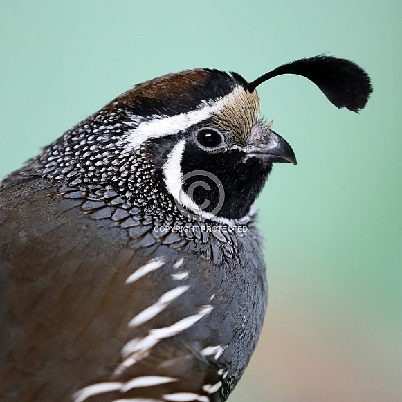 Quail bird (Coturnix coturnix)