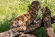 Bengal Tiger Sharpening Claws On Log