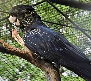 Red-tailed Black Cockatoo - female