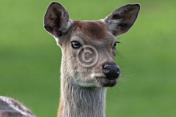 Persian Fallow Deer close up