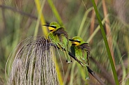 Little Bee-Eaters - Okavango Delta in Botswana