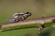 Bleating tree frog
