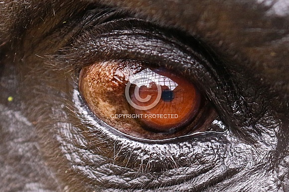 gorilla eye