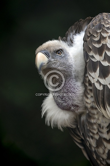 Rüppell's vulture (Gyps rueppellii)