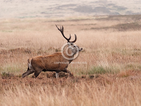 Red deer stag - walking, side on