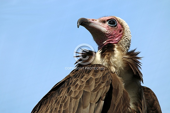 White-headed vulture (trigonoceps occipitalis)