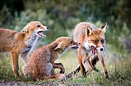 Fox family in the dunes