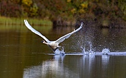 Trumpeter Swan Taking Off in Alaska