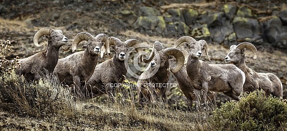 Bighorn Sheep-Bighorn Lineup