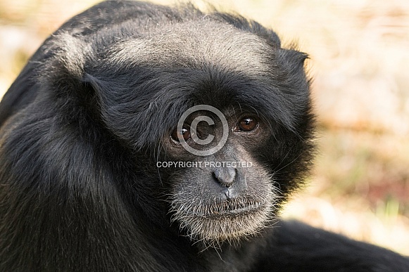 Siamang Gibbon Face Shot Close Up