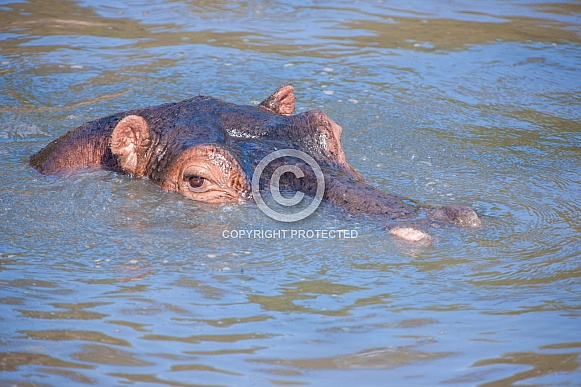 Hippo in river