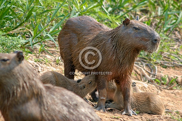 Wild Capybaras in Brazil