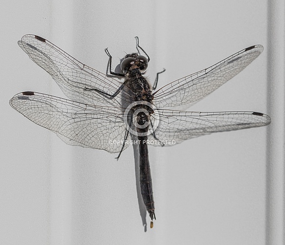 Black Meadowhawk Dragonfly