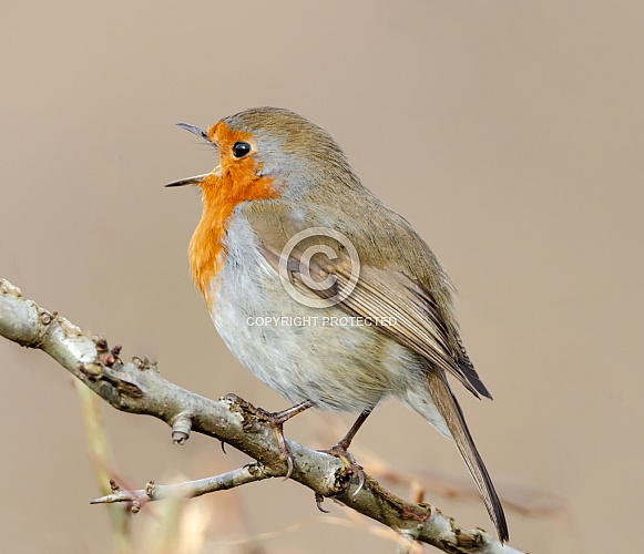 A singing Robin