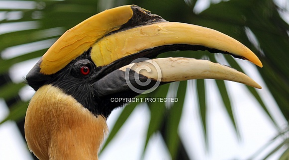 The great hornbill (Buceros bicornis)